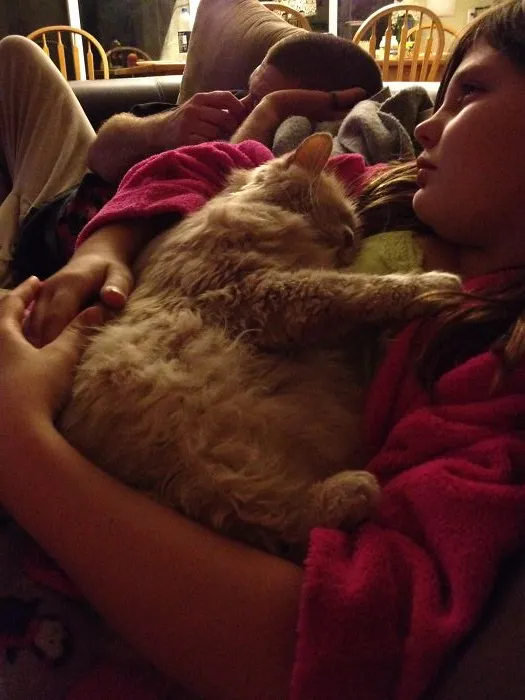179 Heartwarming Photos Of Kids Playing With Their Cats