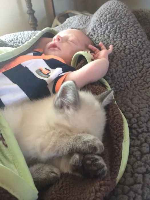 179 Heartwarming Photos Of Kids Playing With Their Cats