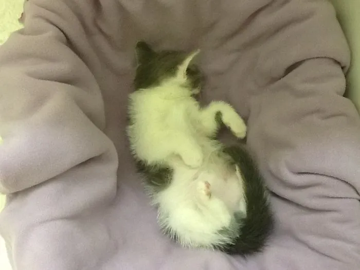Cats In Strange Positions Or Places