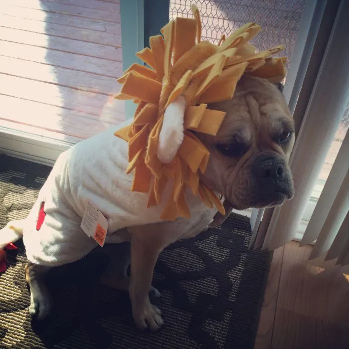 Sad Lion
