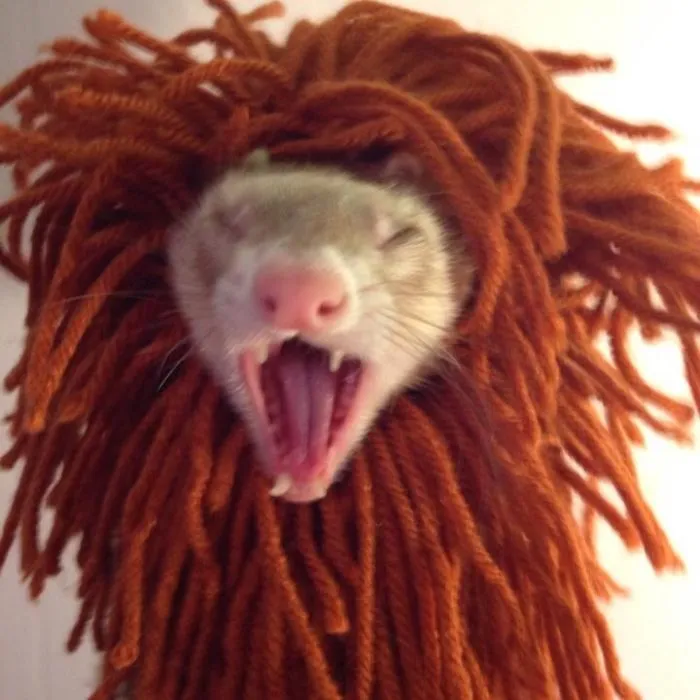 Griff The Lion Ferret