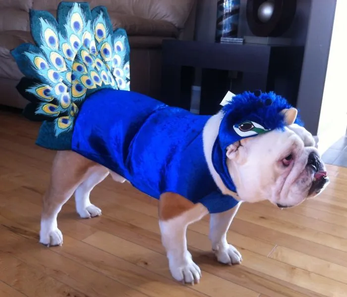 Peacock Bully