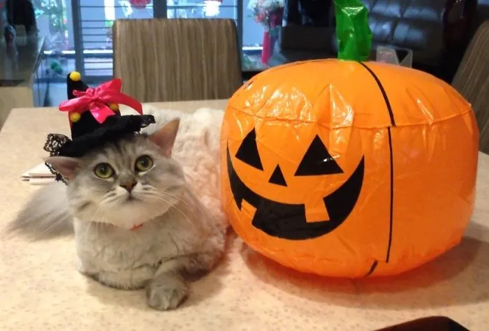 Momo The Witch Cat