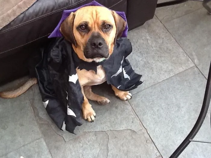 Dracupuggle, Prince Of Darkness