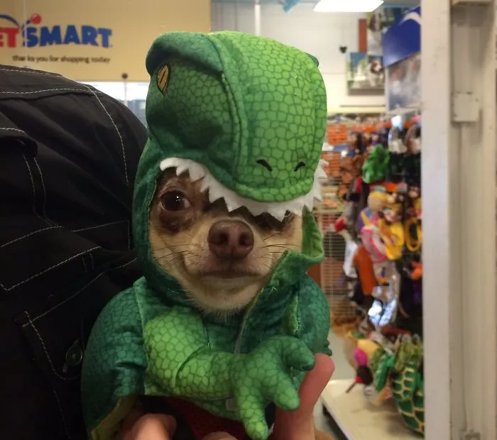 Tyrannosaurs-wawa