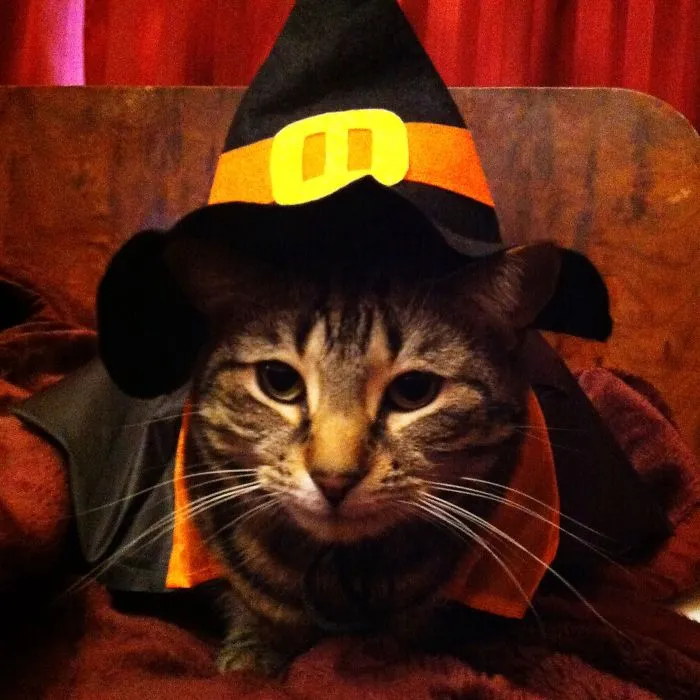 Eeevil Wizard