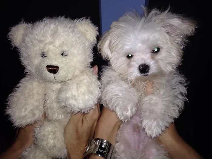 Who Is Snowy?