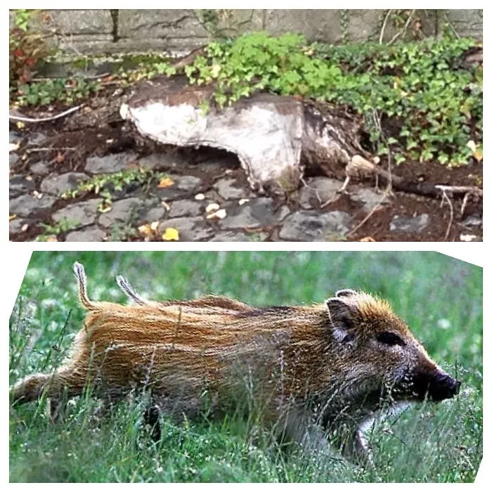 Dead Wood Totally Looks Like Pig