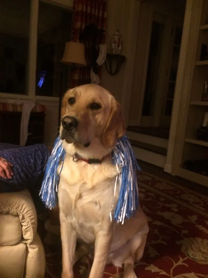 Buddy The Dog
