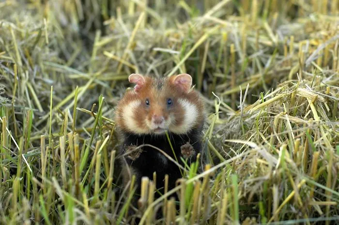 A Little Hamster
