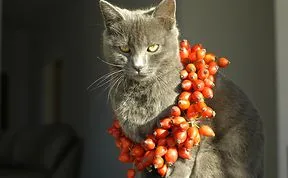 King Of Cats