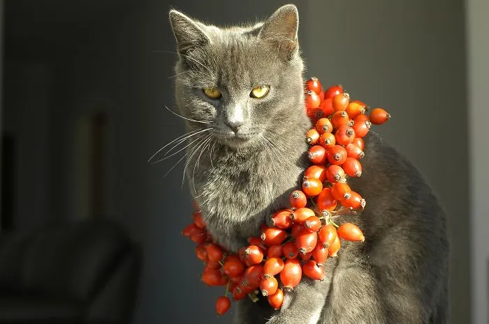 King Of Cats