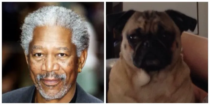 My Pug Looks Like Morgan Freeman