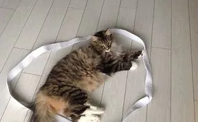 Amazing Trap For Cats