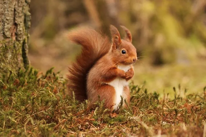 Scottish Red Squirrel