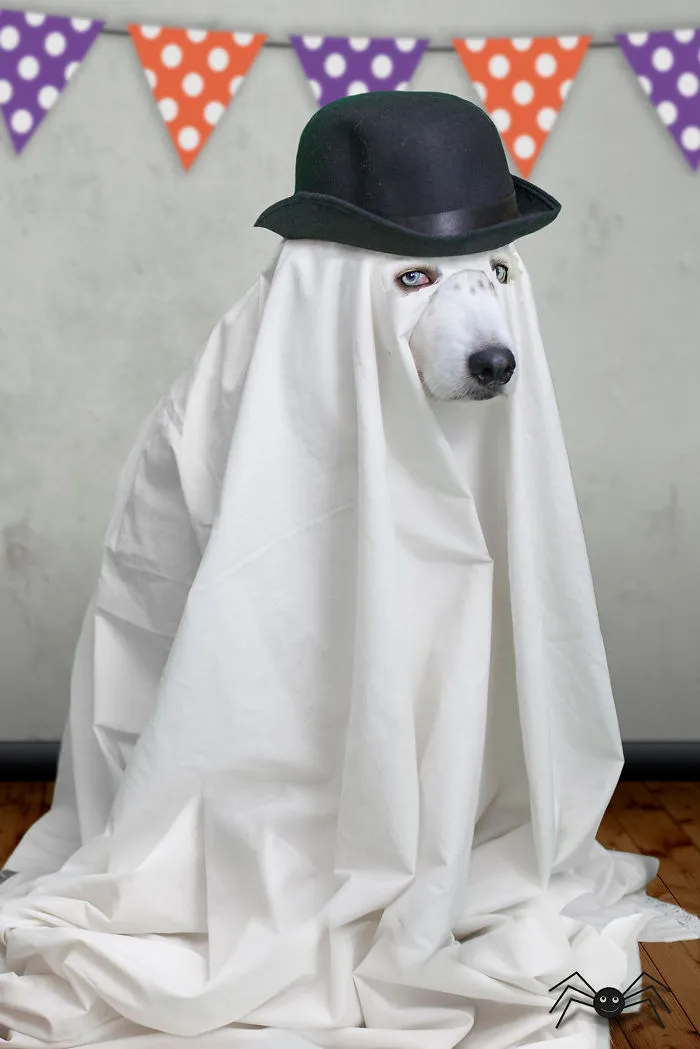 Grumpy Ghost