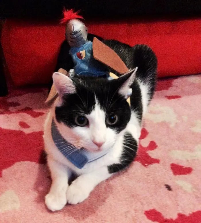 Knight Kitty