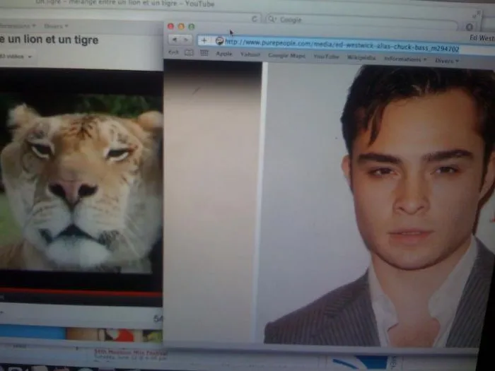 Chuck Bass = Liger (mix Between A Lion And A Tiger)
