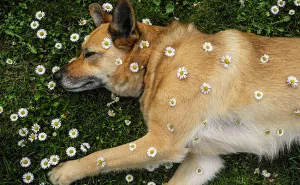 My Dog Lola Is Also My Best Photo Model