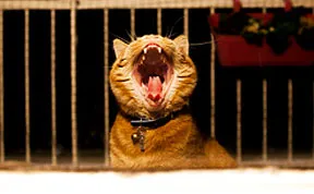 Meet Luccie: My Yawning And Stalking Cat