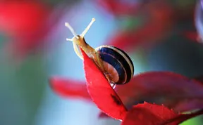 When I Bought A Macro Lens, I've Discovered A Whole New World - Snails Look Nice And Spiders Are Cute