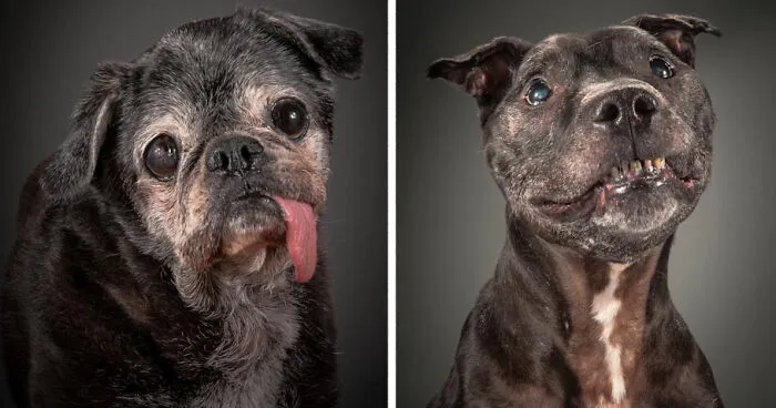 Old Faithful: Warm And Intimate Photos Of Really Old Dogs