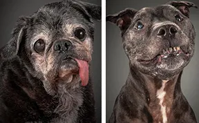 Old Faithful: Warm And Intimate Photos Of Really Old Dogs
