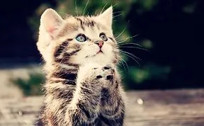 A Wish For Cute And Adorable Animals