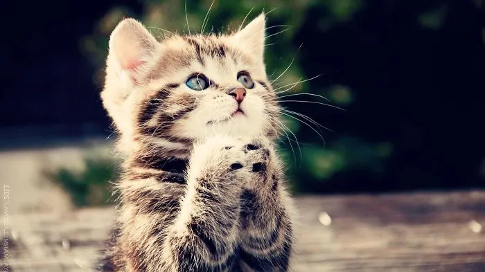 A Wish For Cute And Adorable Animals