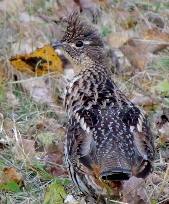 Partridge...