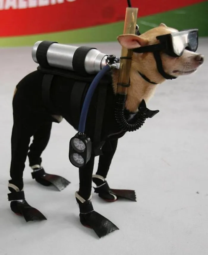 Diver Dog