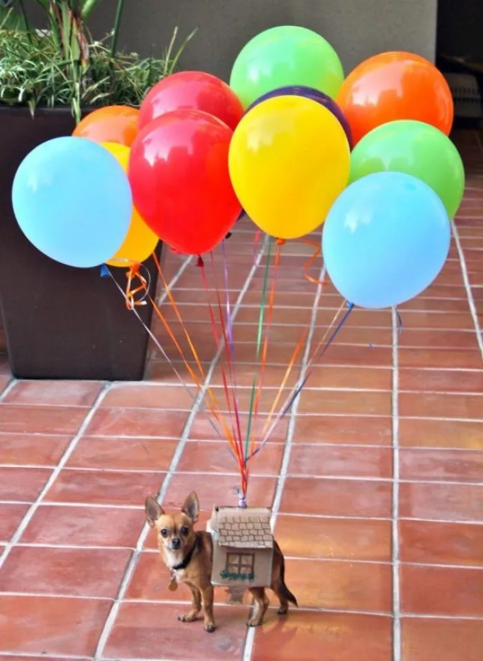 Up! House Dog