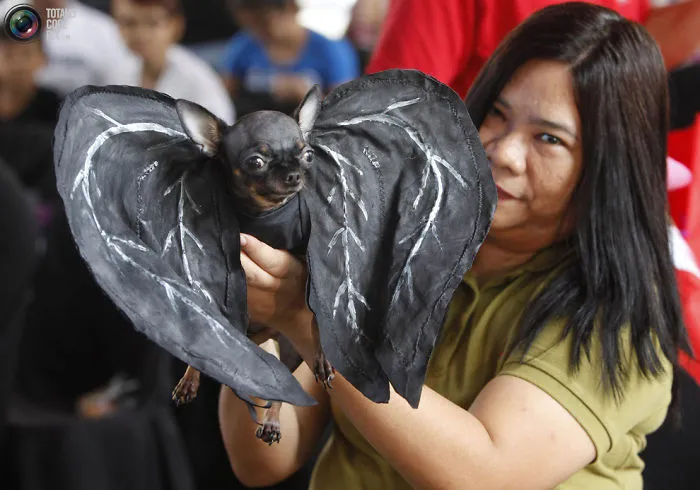 Death Angel Chichuachua
