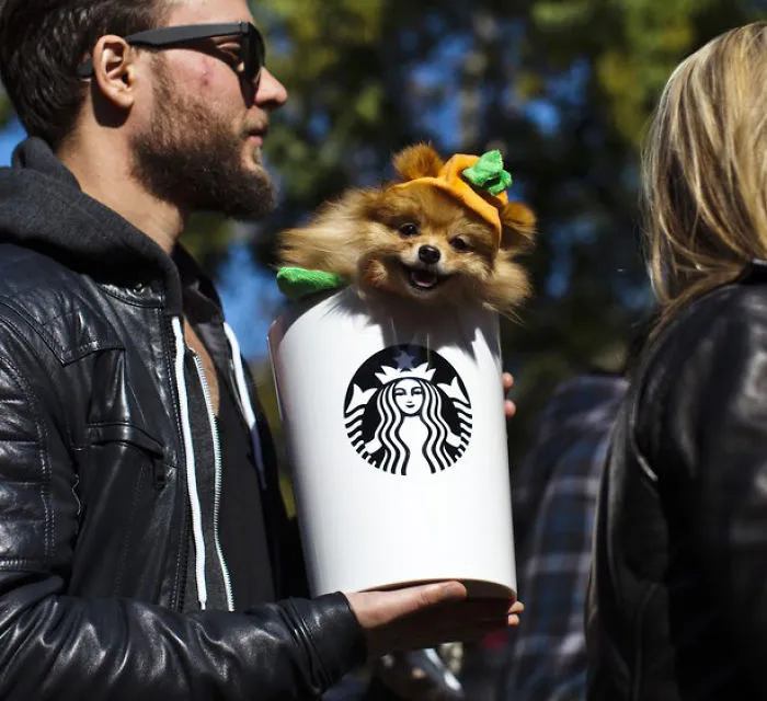 Pumpkin Spice Latte Pommeranian