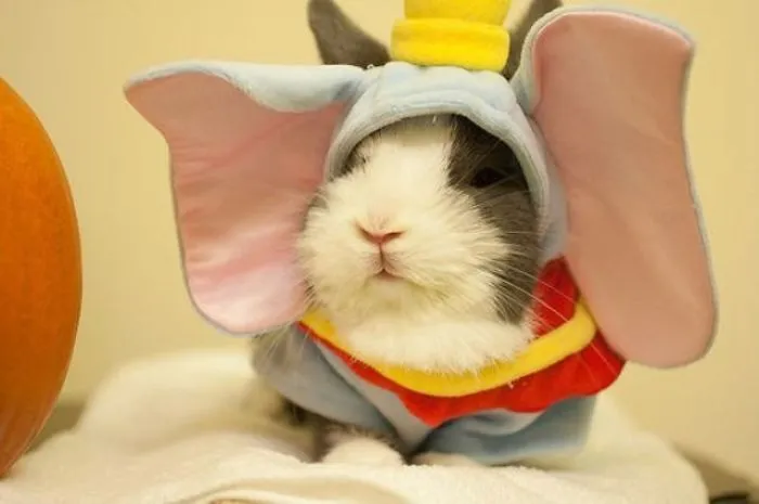 Dumbo Guinea Pig
