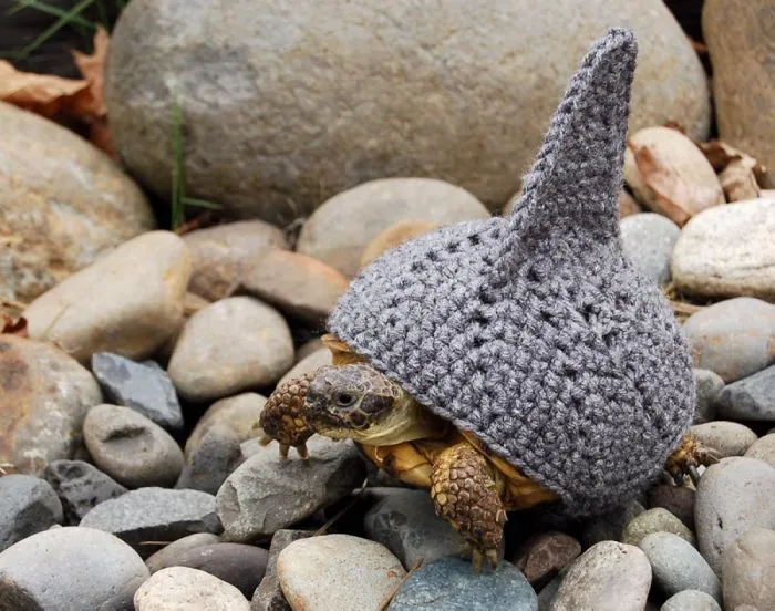 Shark Turtle