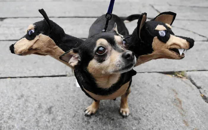 Cerberus Guardian Dog