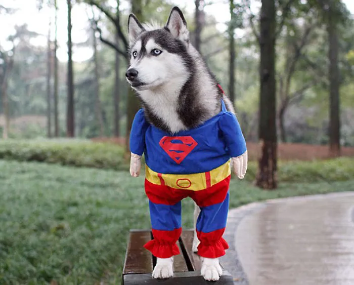 Super Husky