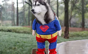 151 Terrifyingly Cute Halloween Costumes For Pets