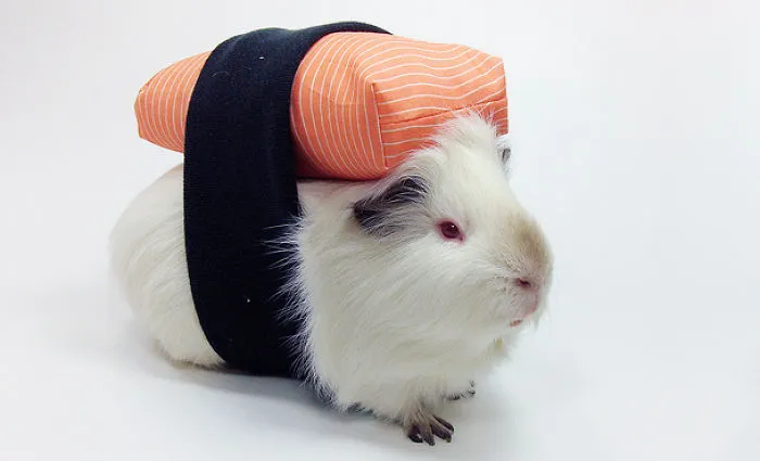Sushi Guinea Pig