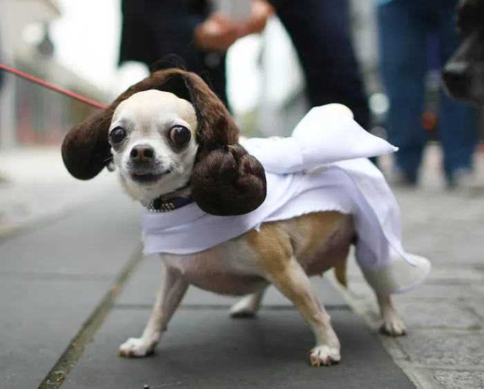 Princess Leia