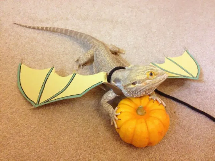 Bearded Dragon Dressed As A Dragon