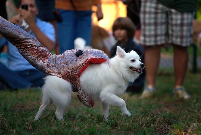 Dog Being Eaten By A Snake