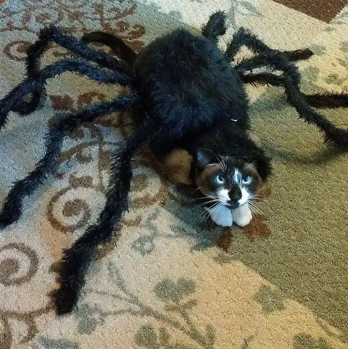 Spider Cat