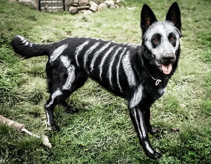 Skeleton Dog
