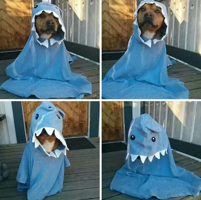 Lovely Shark  Dog