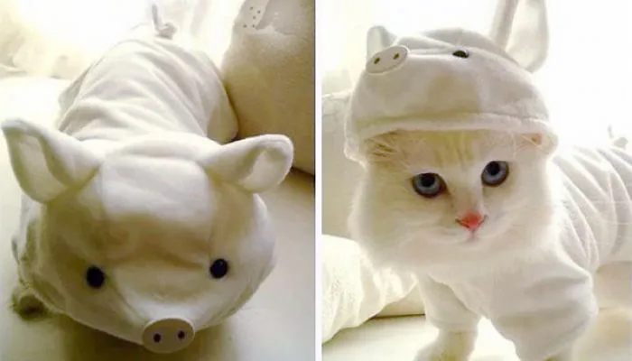 It's A Pig, Not A Cat!
