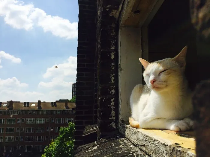 Snoozing In Rotterdam