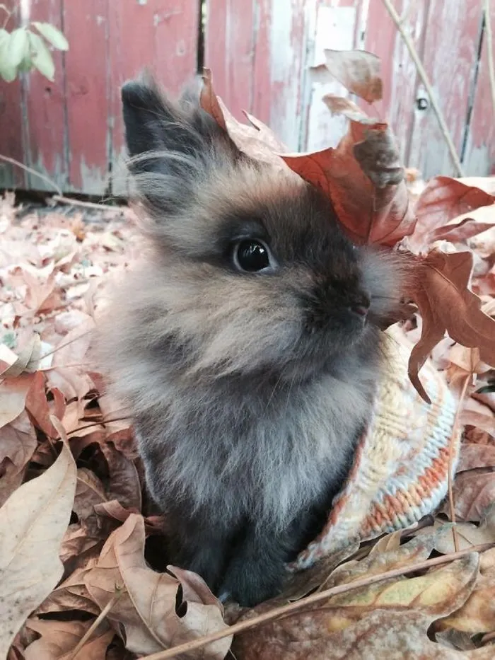 Bunny