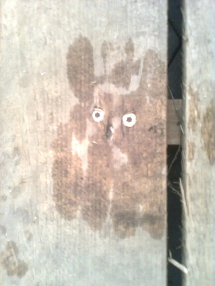 Rain/wood Art - What Do You See?